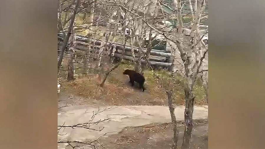 В Петропавловске-Камчатском застрелили вышедшего в город медведя